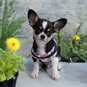 Treponti Easy Fit Mesh Pink Camo Dog Harness with Adjustable Girth