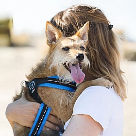 Treponti Easy Fit Mesh Dog Harness with Adjustable Girth in Sky Blue