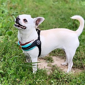 Treponti Easy Fit Mesh Dog Harness with Adjustable Girth in Mint
