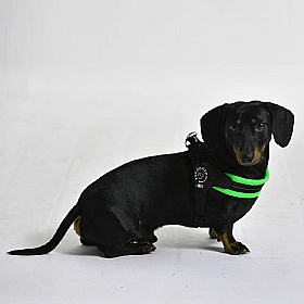 Treponti Easy Fit Mesh Dog Harness with Adjustable Girth in Neon Green