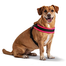 Treponti Easy Fit Mesh Dog Harness with Adjustable Girth in Neon Pink