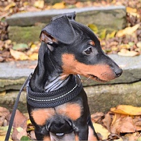Treponti Easy Fit Mesh Dog Harness with Adjustable Girth in Black
