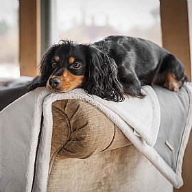 Essentials Twill Dog and Puppy Blankets