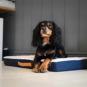 Essentials Twill Orthopaedic Mattress for Dogs