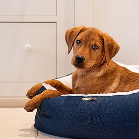 Essentials Twill Box Dog Beds
