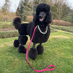 All Weather Biothane Dog Leads Fuchsia