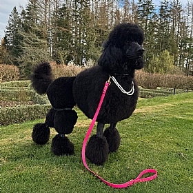 All Weather Biothane Dog Leads Fuchsia