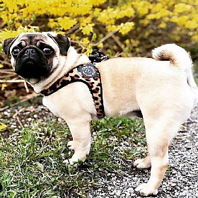 Treponti Easy Fit Leopard Dog Harness with Adjustable Toggle Closure