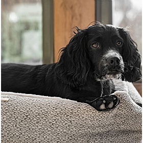 Essentials Herdwick Box Dog Beds