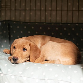 Spotted Dog Crate Set Duck Egg Spot
