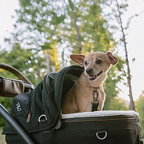 Maeve Small Breed Dog Pram