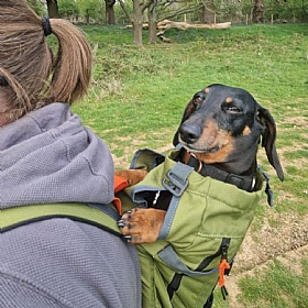 K9 Urban 3 Dog Backpack Carrier