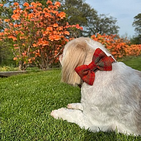 Orange Check Harris Tweed Bow Tie Dog Collar
