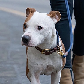 Morston Padded Leather Dog Collar