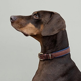 Morston Padded Leather Dog Collar