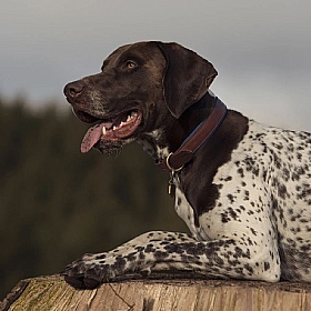 Morston Padded Leather Dog Collar
