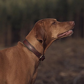 Morston Padded Leather Dog Collar