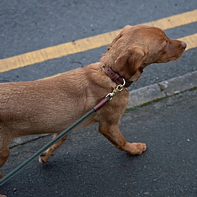 Morston Padded Leather Dog Collar