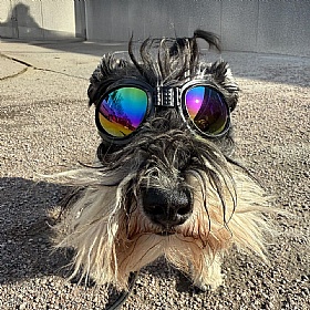 K9 Sport Shades Dog Goggles