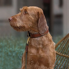 Morston Padded Leather Dog Collar