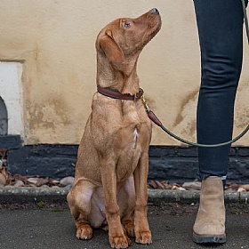 Morston Rolled Clip Dog Lead