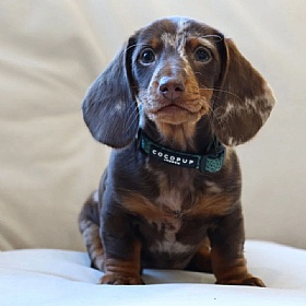 Cocopup London Khaki Leopard Puppy Collar and Lead Set