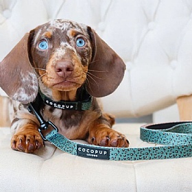 Cocopup London Khaki Leopard Puppy Collar and Lead Set