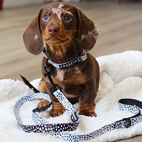 Cocopup London Monochrome Spots Puppy Collar and Lead Set