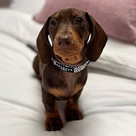 Cocopup London Monochrome Spots Puppy Collar and Lead Set