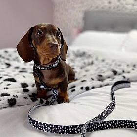 Cocopup London Monochrome Spots Puppy Collar and Lead Set