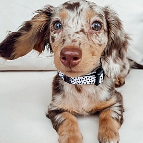 Cocopup London Monochrome Spots Puppy Collar and Lead Set