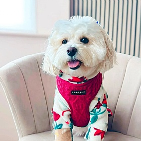 Cocopup London Cable Knit Jumper Dog Harness