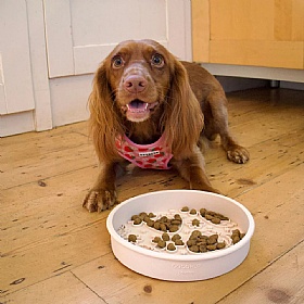 Pupberry Fields Slow Feeder Dog Bowl and Lick Mat