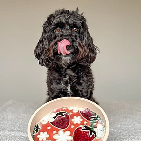 Pupberry Fields Slow Feeder Dog Bowl and Lick Mat