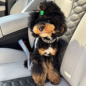 Baby Blue Check Harris Tweed Dog Seat Belt