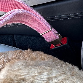 Rose Pink Harris Tweed Dog Seat Belt