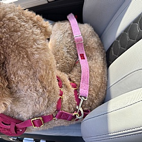 Rose Pink Harris Tweed Dog Seat Belt