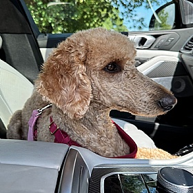 Rose Pink Harris Tweed Dog Seat Belt