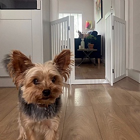 Luxury Wooden Dog Gates