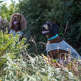 Rukka Dog Cooling Vest