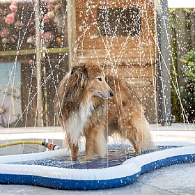 Quapas Splash Sprinkle Dog Mat
