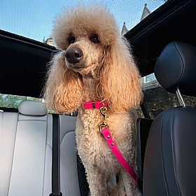 All Weather Biothane Dog Collars Pink