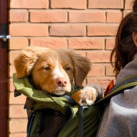 K9 Urban 3 Dog Backpack Carrier
