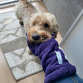 Ruff and Tumble Dog Drying Mitts
