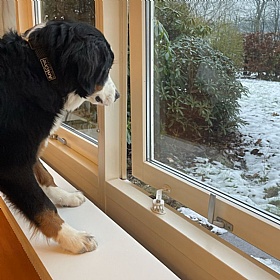 Dogspace Puppy Proofing Kit