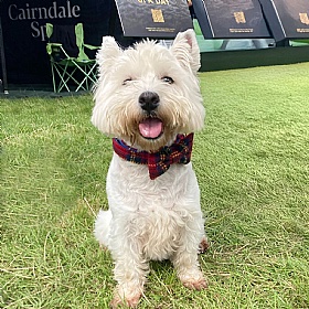Tartan Harris Tweed Bow Tie Dog Collar - Medium