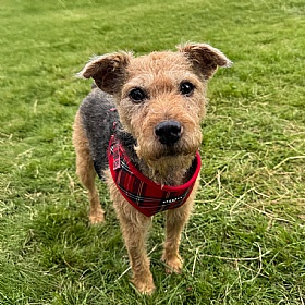 Cocopup London Red Tartan Dog Harness