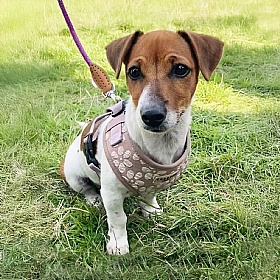 Cocopup Luxe Dog Harness