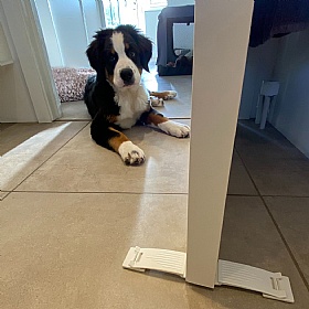 Dogspace Puppy Proofing Kit