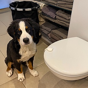 Dogspace Puppy Proofing Kit